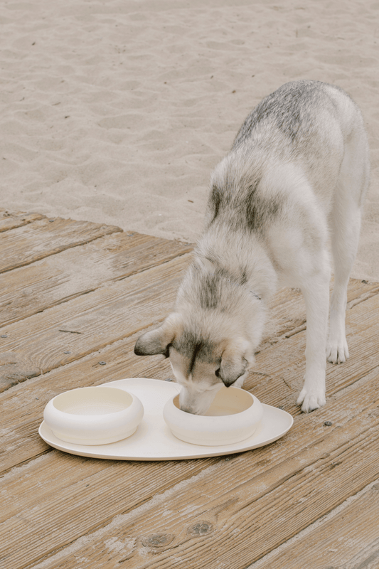 Bubble kommen en mat set voor honden