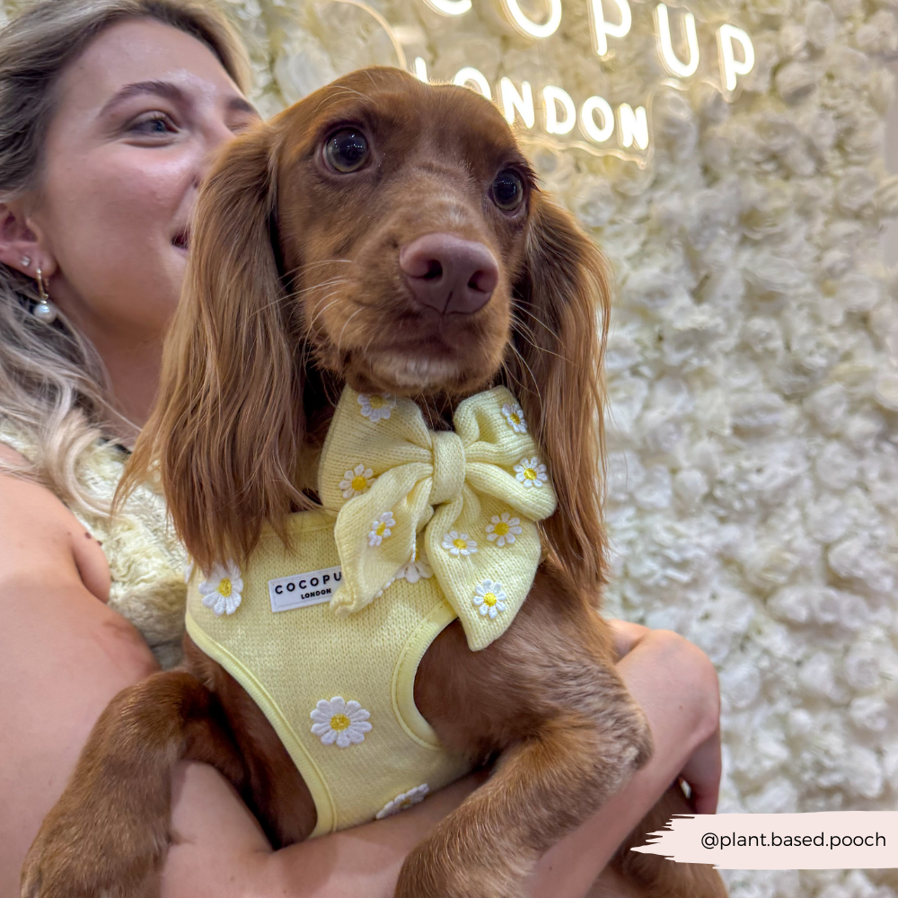 Boterbloem Pup Matrozenstrikje