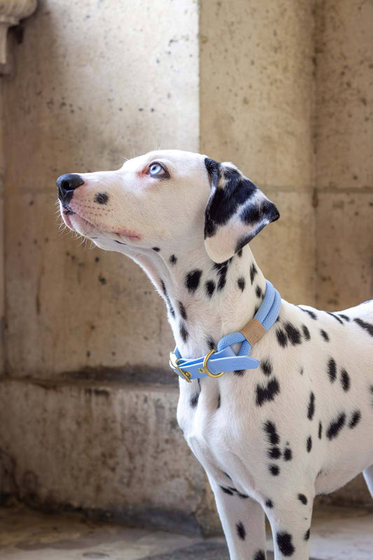 Polar Blue hondenhalsband - Verguld