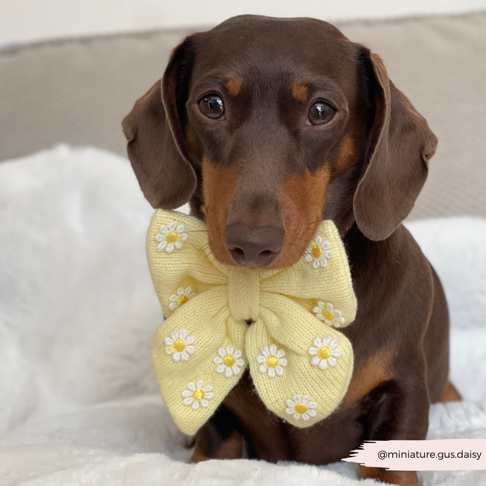 Boterbloem Pup Matrozenstrikje